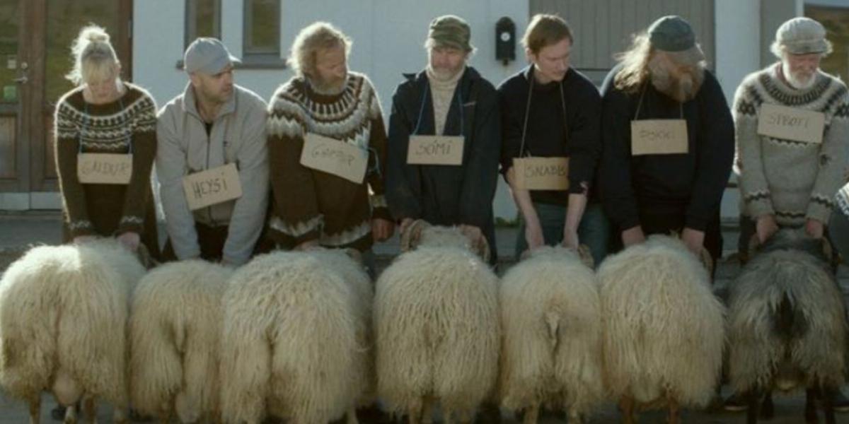 A négylábú sztárok bundás feneküket mutatják a kíváncsi zsűrinek az izlandi Hákonarson filmjében FORRÁS: MOZINET