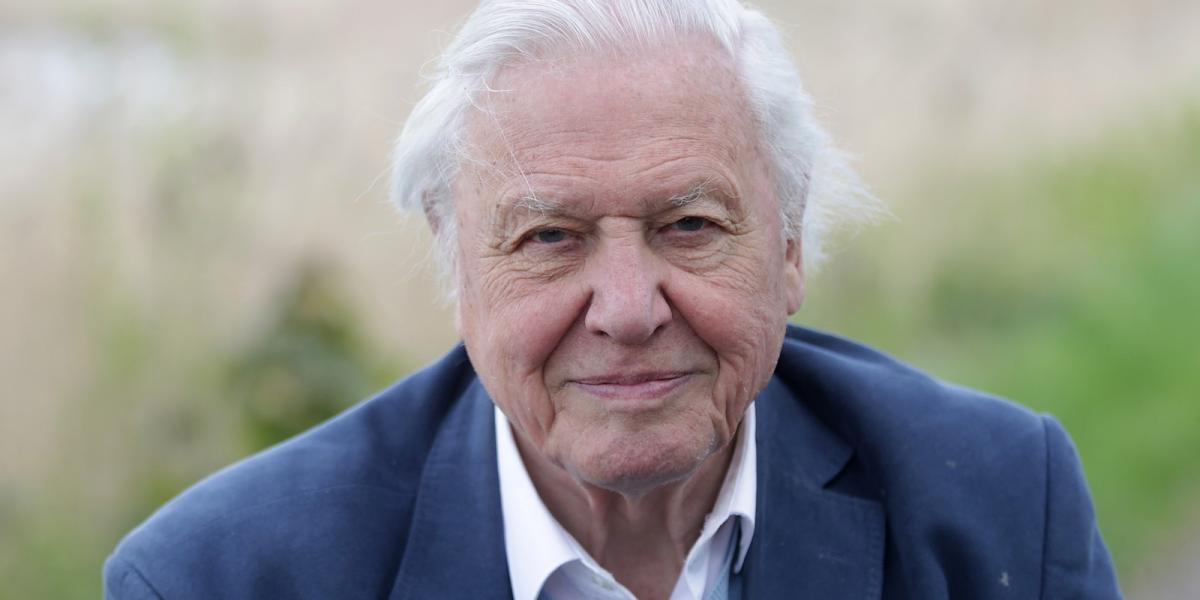 Sir David Attenborough/Fotó: Danny Martindale/Getty Images
