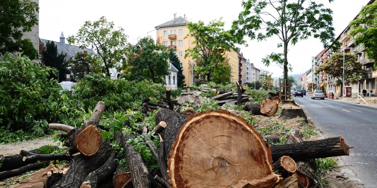 Szegény, szomorú fa hullák hevertek az úton