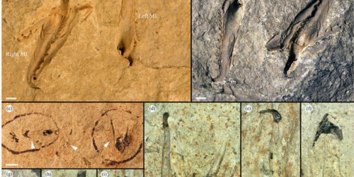 Forrás: Scientific Reports