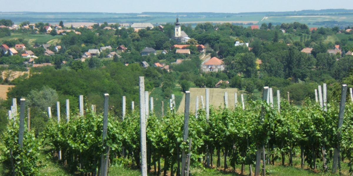 Csaknem 30 éve ültették a tőkéket Karád lankáin FORRÁS: WIKIMÉDIA