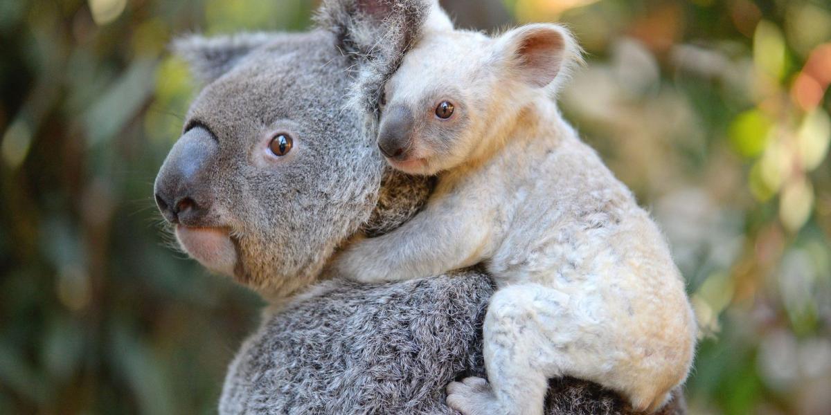 Fotó: AFP/Australia Zoo