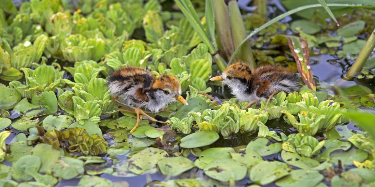 Jacana (más néven Jézus-madár) fiókák az amazonasi őserdőben - AFP fotó