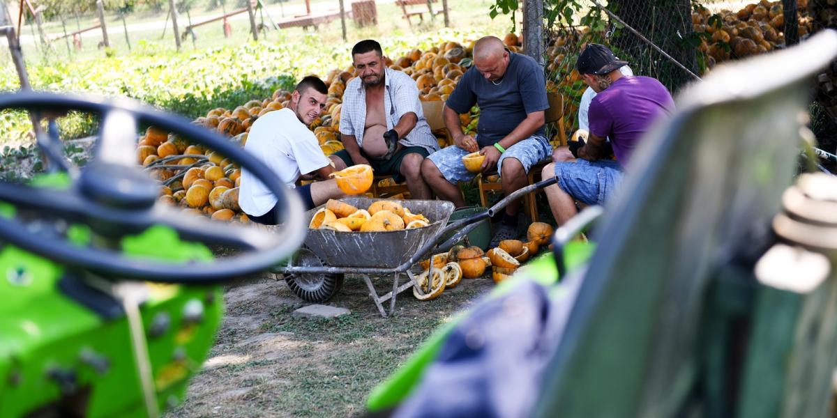 MAGOLÁS - Cún község önkormányzati kertjében a közmunkások a megtermelt tök kimagolásával bíbelődnek - Fotók: Tóth Gergő