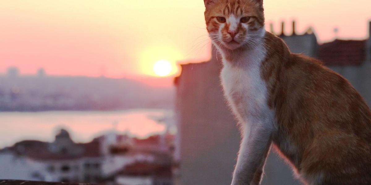 SZOKATLAN SZIMBIÓZIS -  Az ember és az állat együttéléséről, egymásra utaltságáról szól az Isztambul macskái című film 