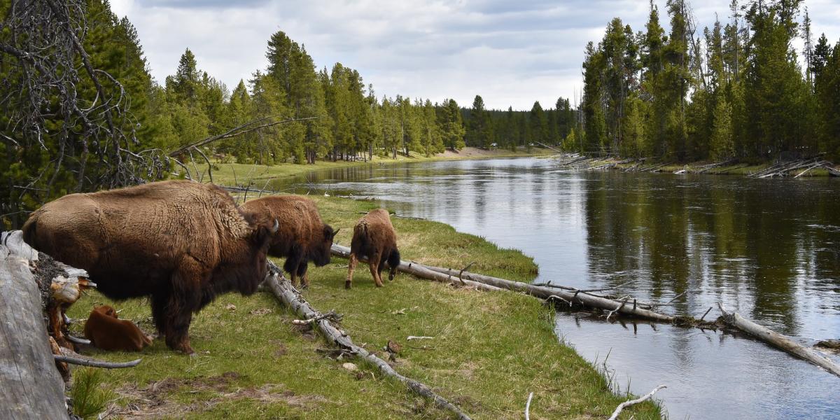 A Yellowstone parkban békében élhetnek. FOTÓ: MLADEN ANTONOV / AFP