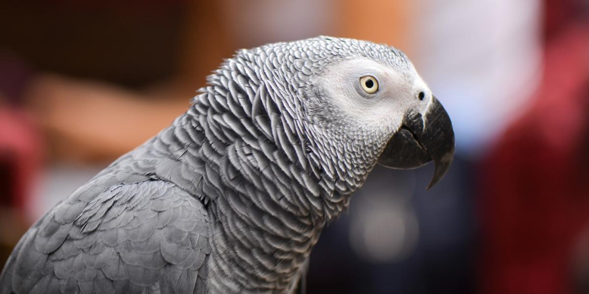 Psittacus erithacus, vagyis szürke papagáj - Shutterstock fotó