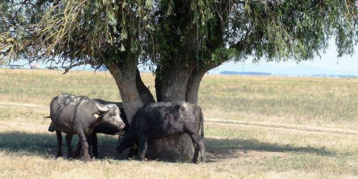 Illusztráció - Házi bivalyok, forrás: Hortobágyi Nemzeti Park/Facebook