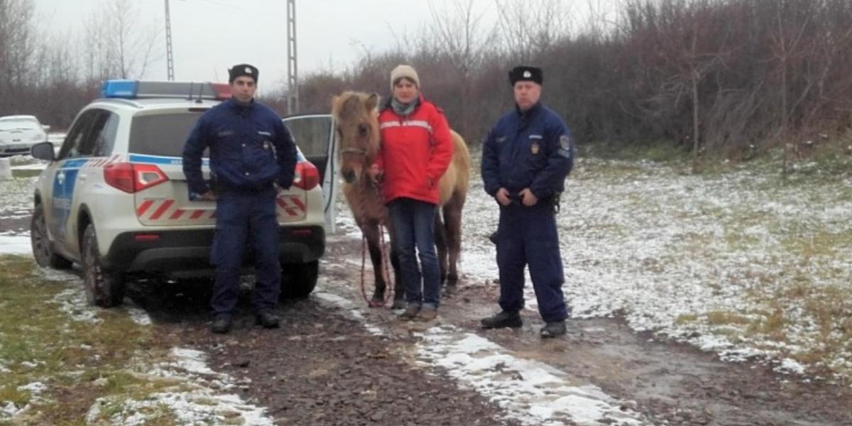 A lovat visszaadták a gazdájának. Forrás: police.hu