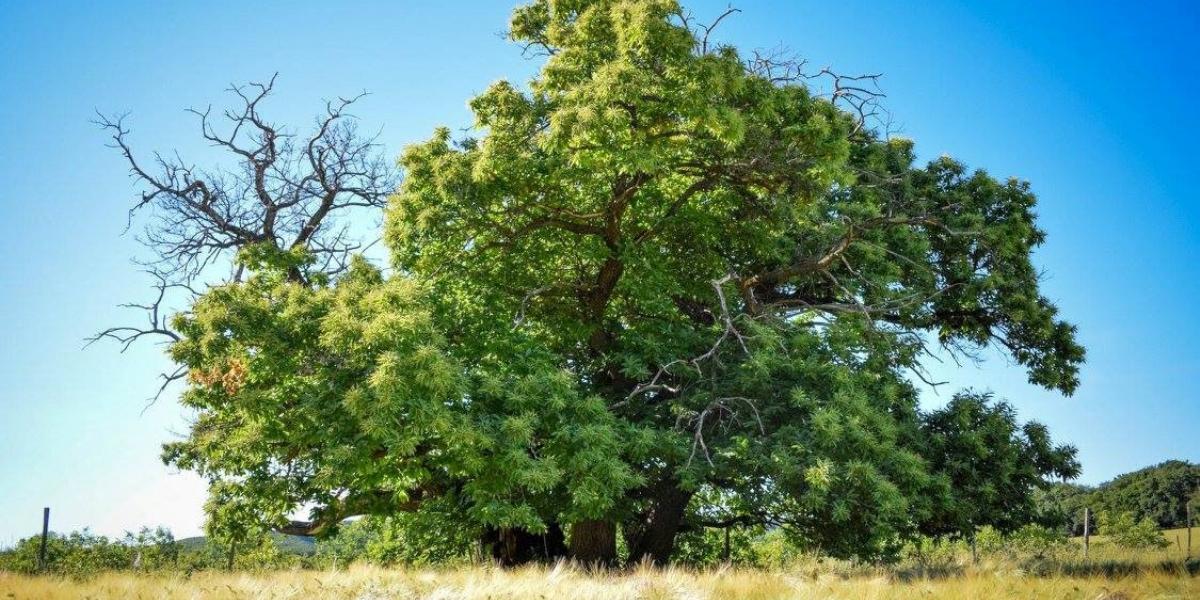 Zengővárkony hős szelídgesztenyéje
Fotó: Facebook/European Tree of the Year