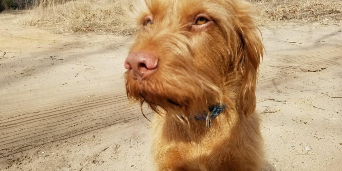 Angus, a vizsla. Forrás: Facebook / Life with Angus the wire haired vizsla