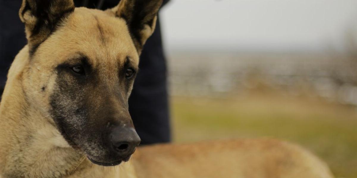 Dolly, a kábítószer-kereső kutya. Fotók: police.hu