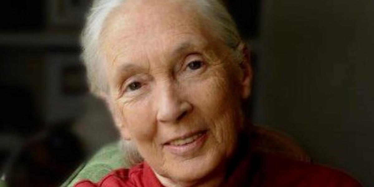 Illusztráció: Facebook/Dr. Jane Goodall