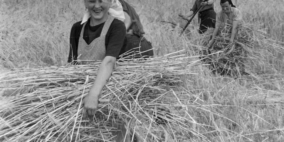 GYEREKKORA ÓTA DOLGOZOTT Búzakévét szedett, kapált, zöldséget ültetett, kukoricát morzsolt, csirkét etetett  Forrás: Fortepan/Ma