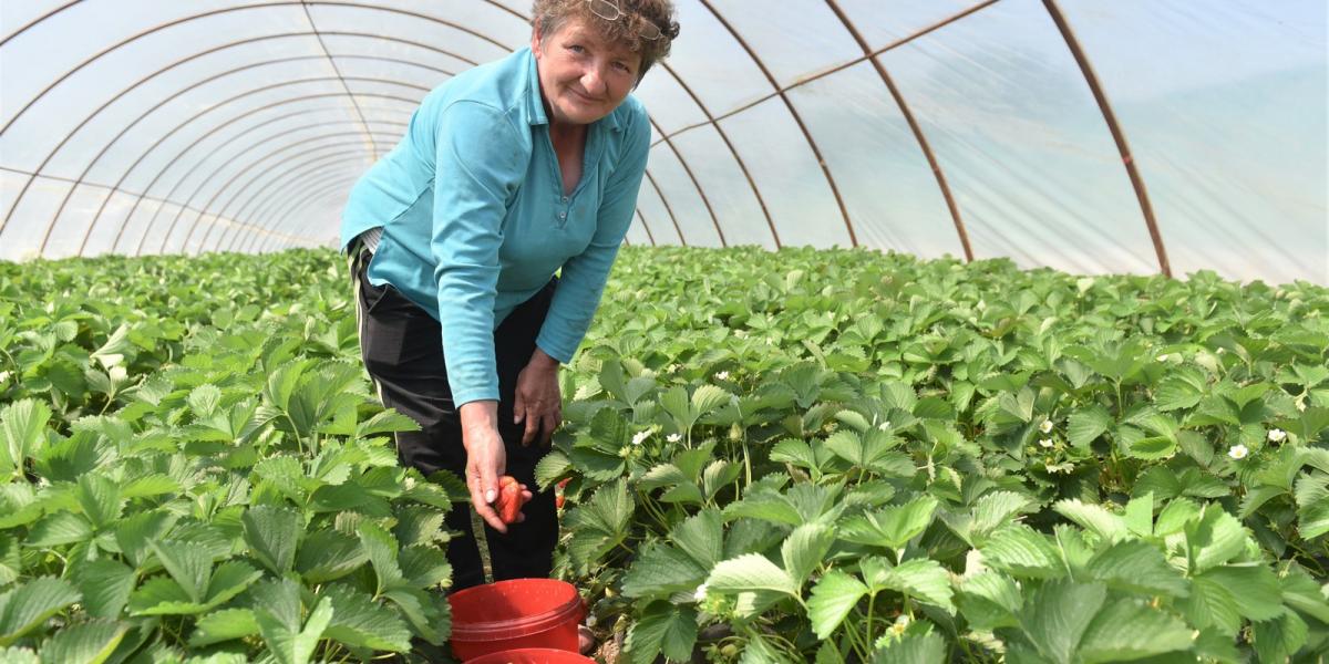 ELSZÍVÓ HATÁS - Nezdei Sándorné szerint ezer forintos órabérért sem találni már embert a faluban. Az állástalanok inkább a könny