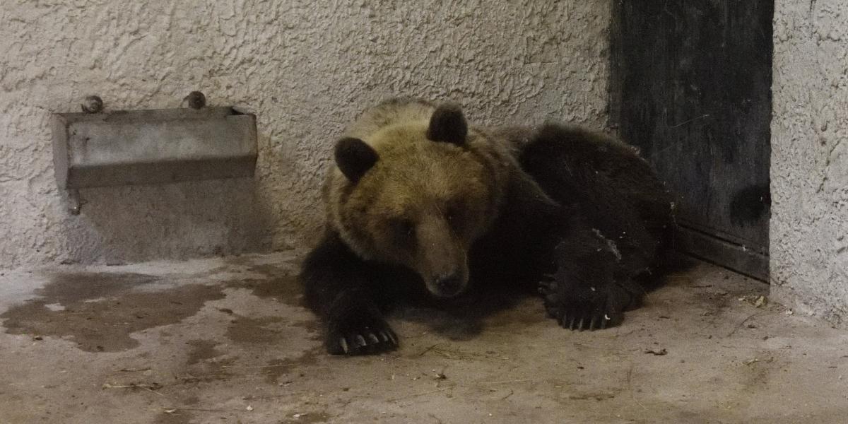 A Szegedi Vadaspark medveházának egyik elkülönítő helyiségében a Sándorfalva közelében altató lövedékkel meglőtt, majd befogott 