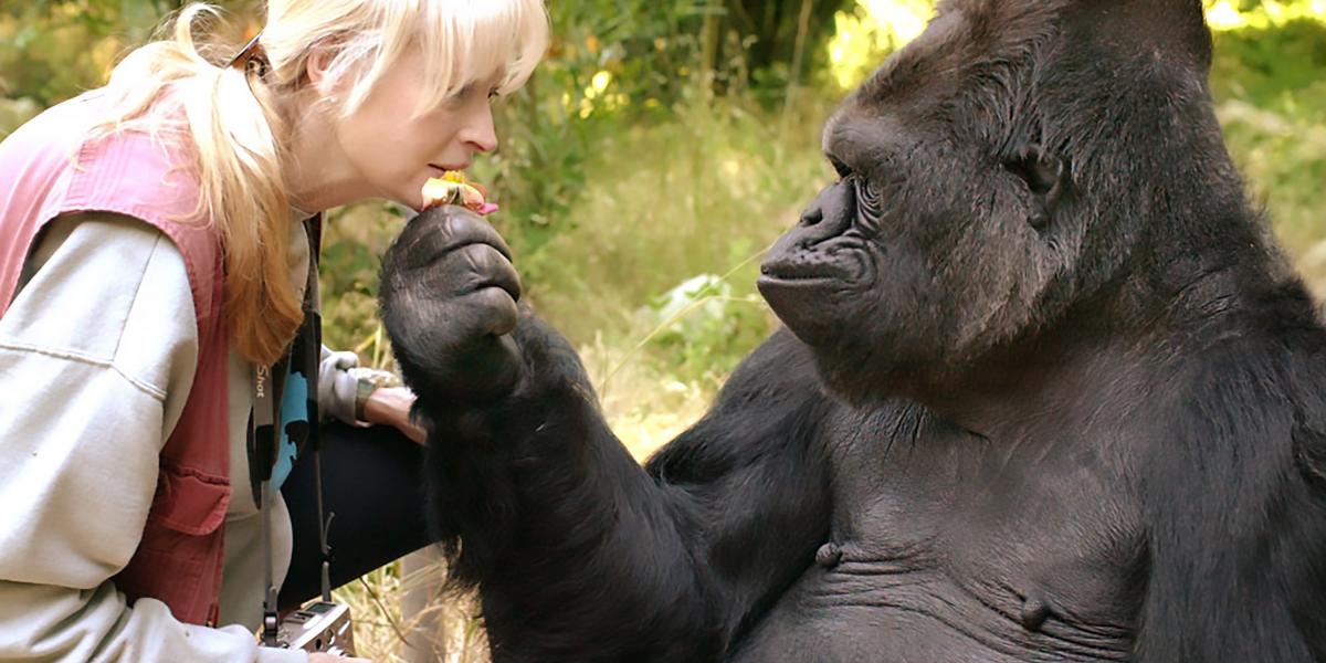 Penny Patterson volt a gorilla életre szóló barátja és tanára FOTÓ: THE GORILLA FOUNDATION/AFP