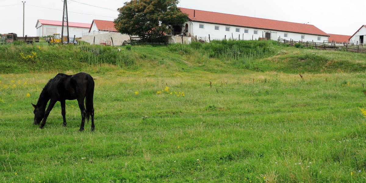 Magányos ló legel az alsótelekesi vendégház gyepén. Az Aranyló pihenőhely is a Veres-családhoz tartozik Fotó: Népszava /Molnár Á