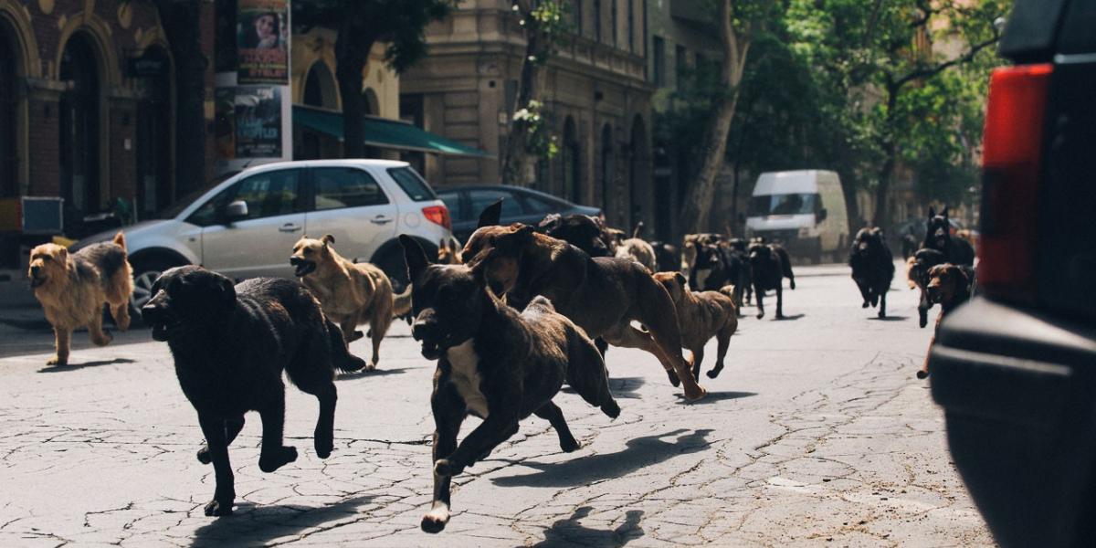 A kutyák hadseregként mozogtak Mundruczó filmjében. Fotó: Intercom