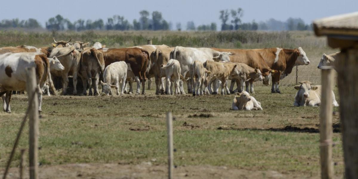 Szarvasmarhatelep Tiszafüred-Kócsújfalun: sok a tisztázatlan kérdés FOTÓ: MTI/CZEGLÉDI ZSOLT