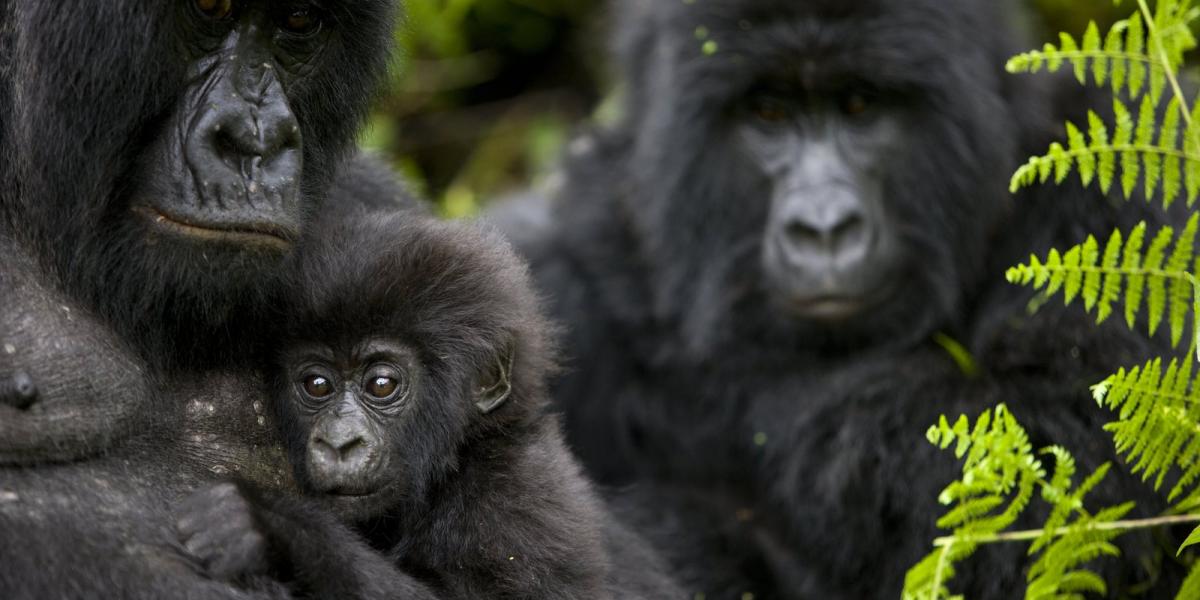 Fotó: Brent Stirton, Getty Images