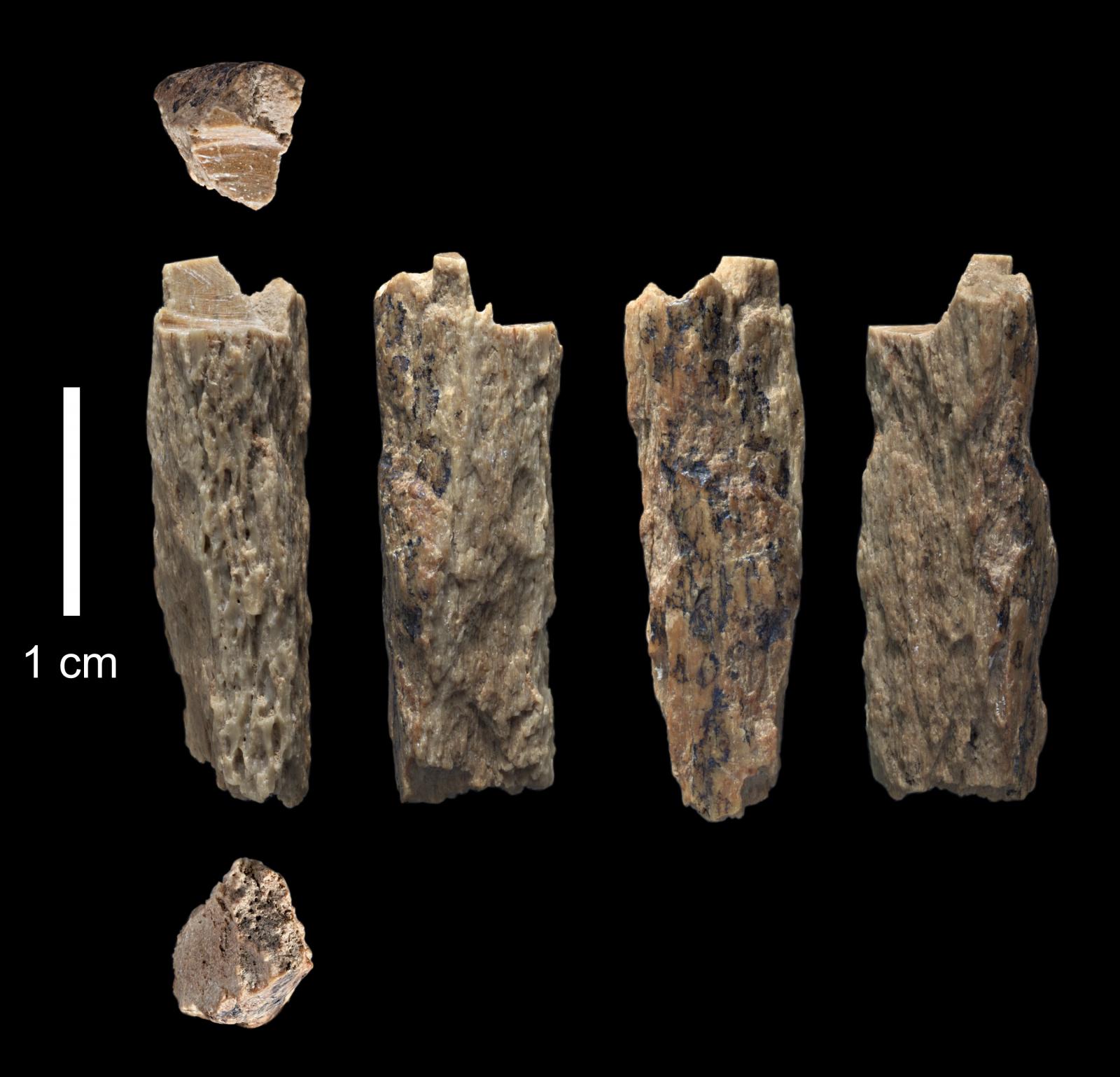 A "Denisova 11" nevű lelet: egy neandervölgyi apa és egy gyenyiszovai anya lányának csontjai.