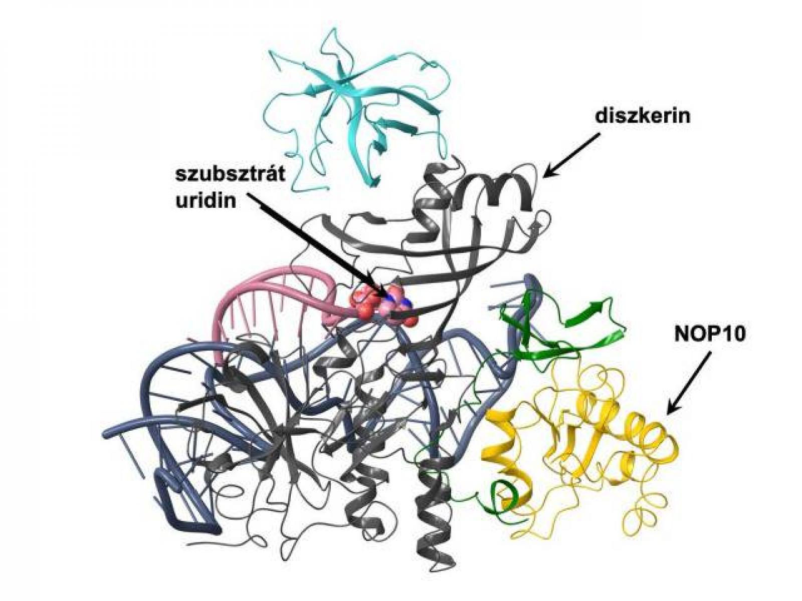 A fehérjekomplex szerkezete, szürkével a diszkerin, sárgával a NOP10