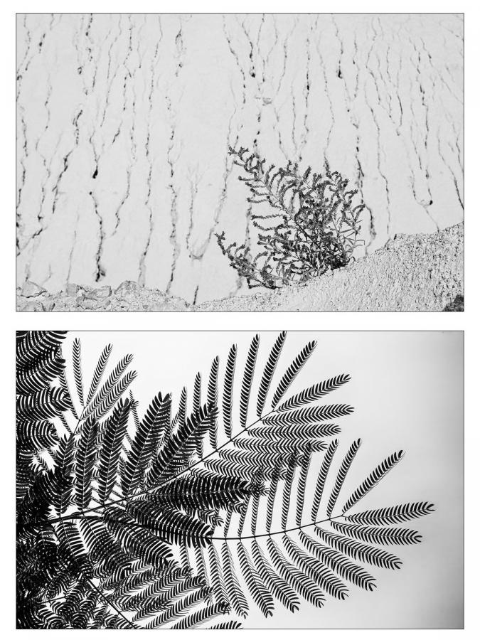 Különdíj: Kertem-01 (digitális print)