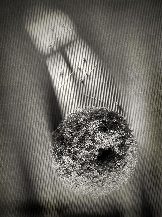 Különdíj: Kertem-01 (digitális print)