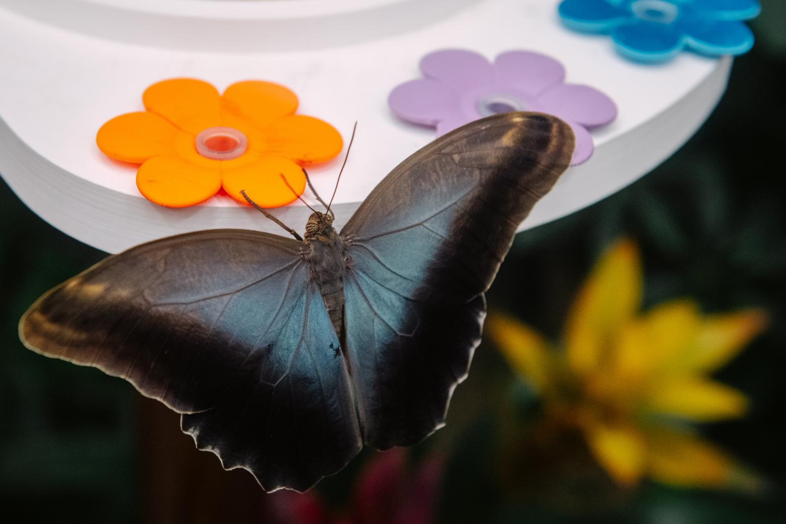 Színes virágok „kelyhébe” rejtett fiolából cukros vízzel etetik őket