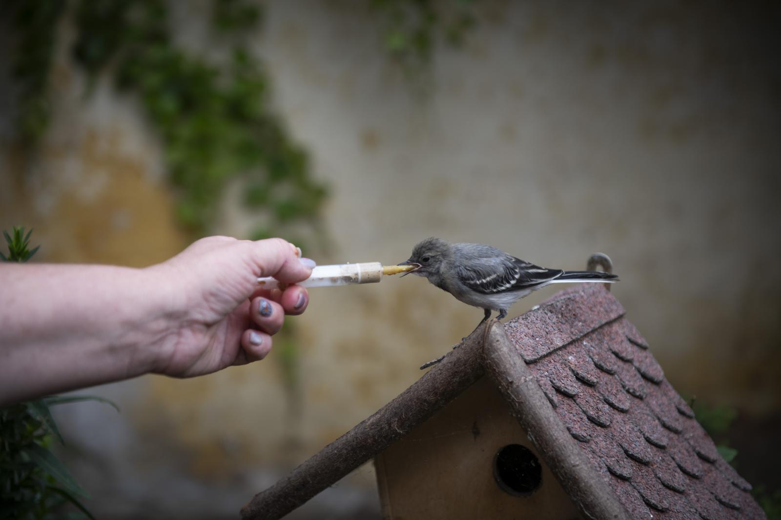 Cseppnyi madár, de az étvágya jó