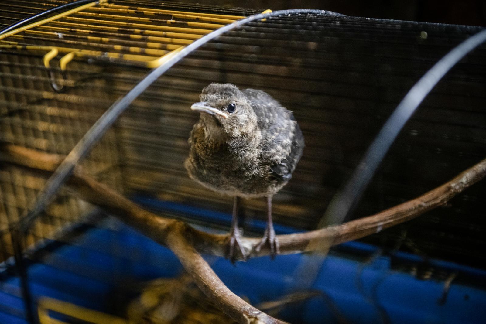 Hozzávetőleg 400 szárnyas kap itt ellátást, általában 2-3 héten át