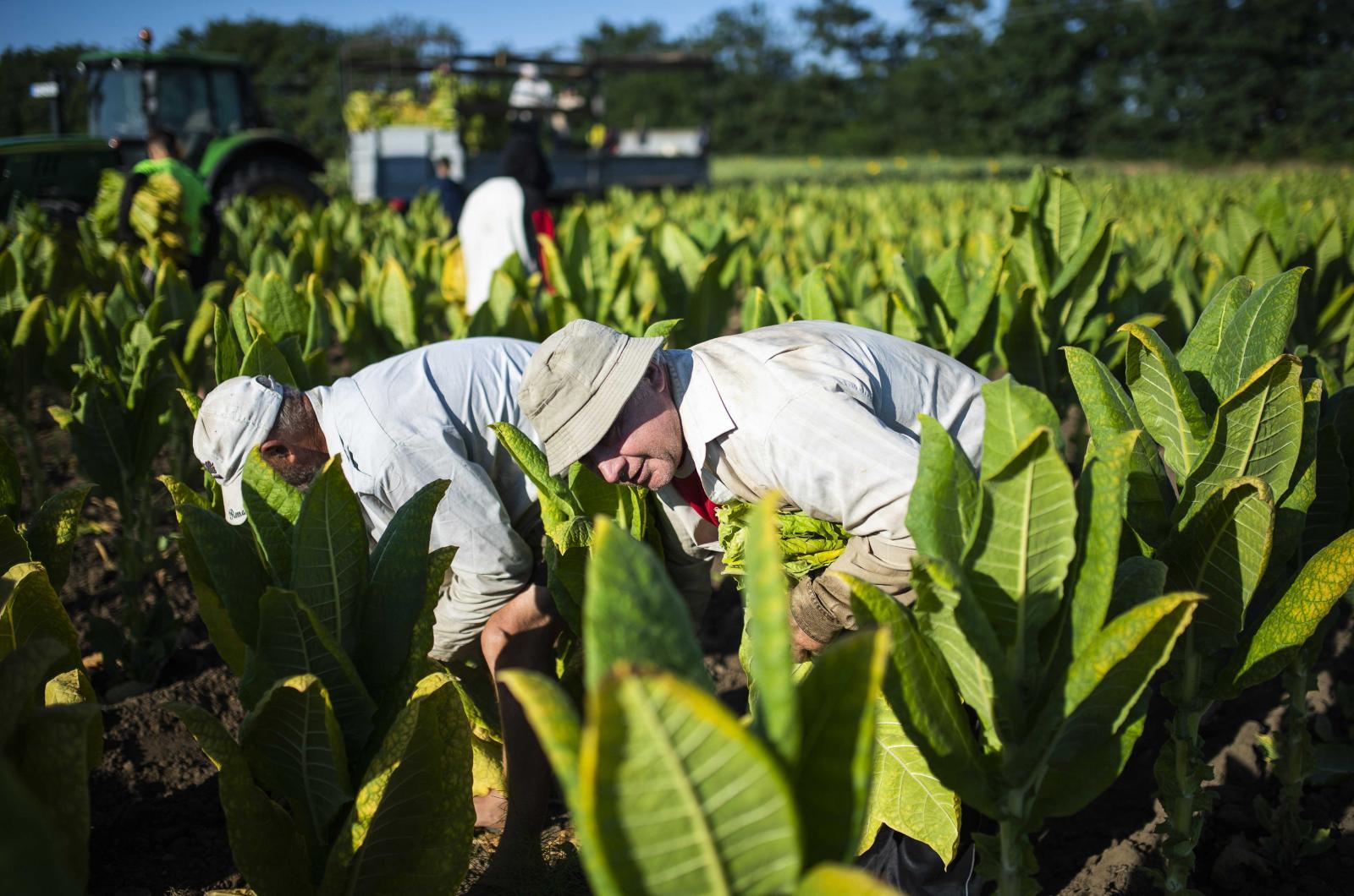 A dohánytermelő ágazat évente 20 ezer embernek ad munkát