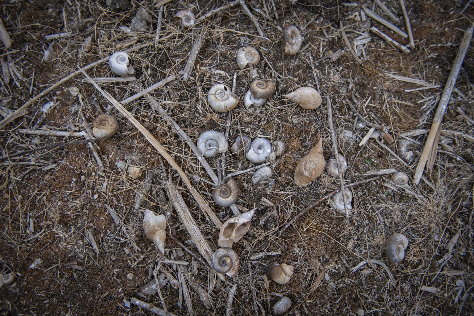 Csigaházak az egykori tómederben