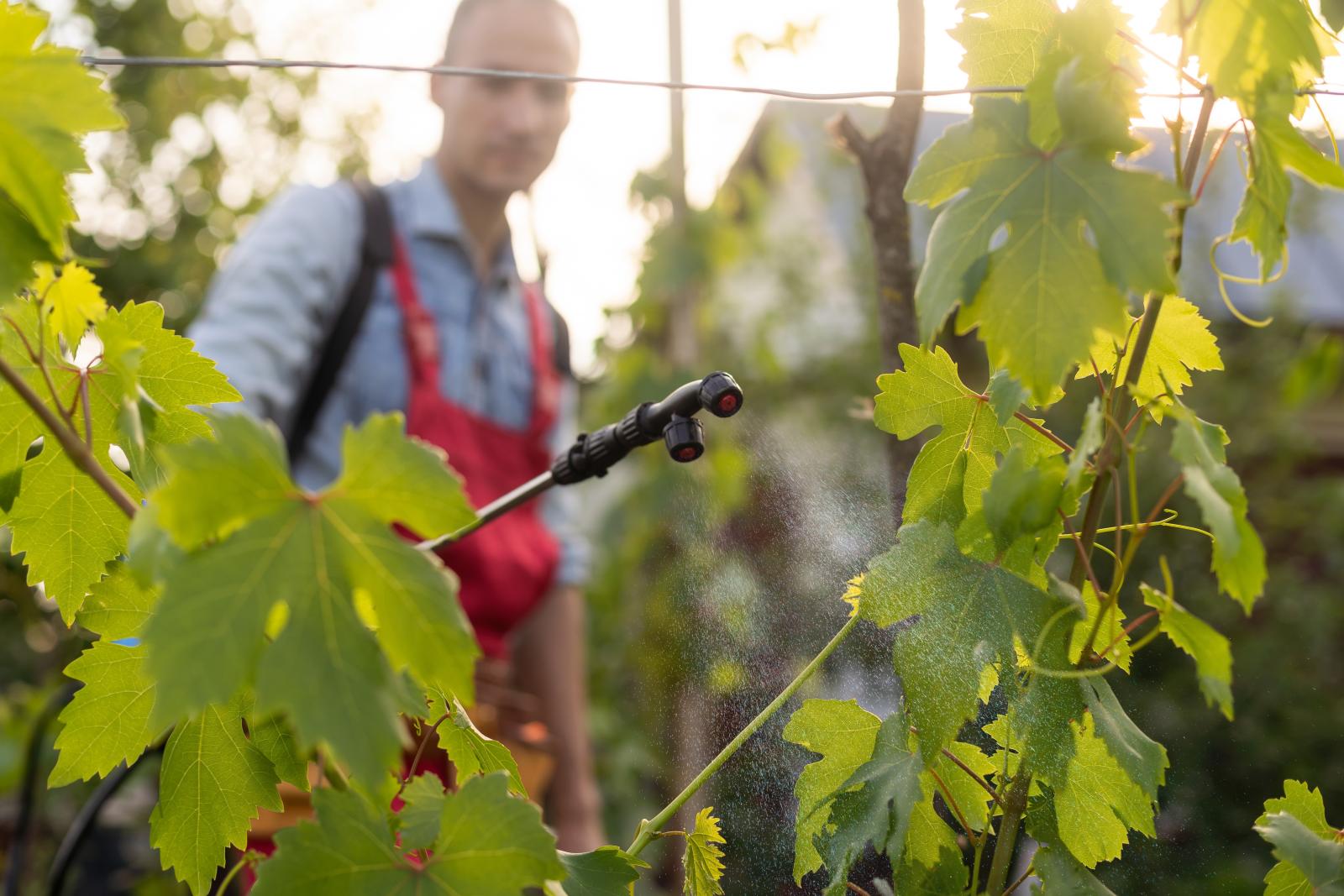 A gazdák nehezen értik, hogy a gombabetegségek mellett még a kabócák miatt is permetezni kell