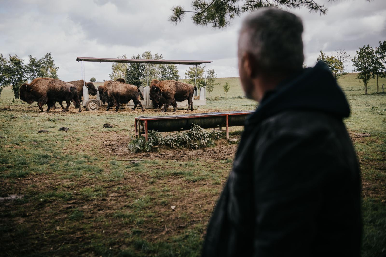 Esőben, hóban-fagyban, hőségben kint tanyáznak. Legelnek, télen pedig kitúrják a hó alól a füvet