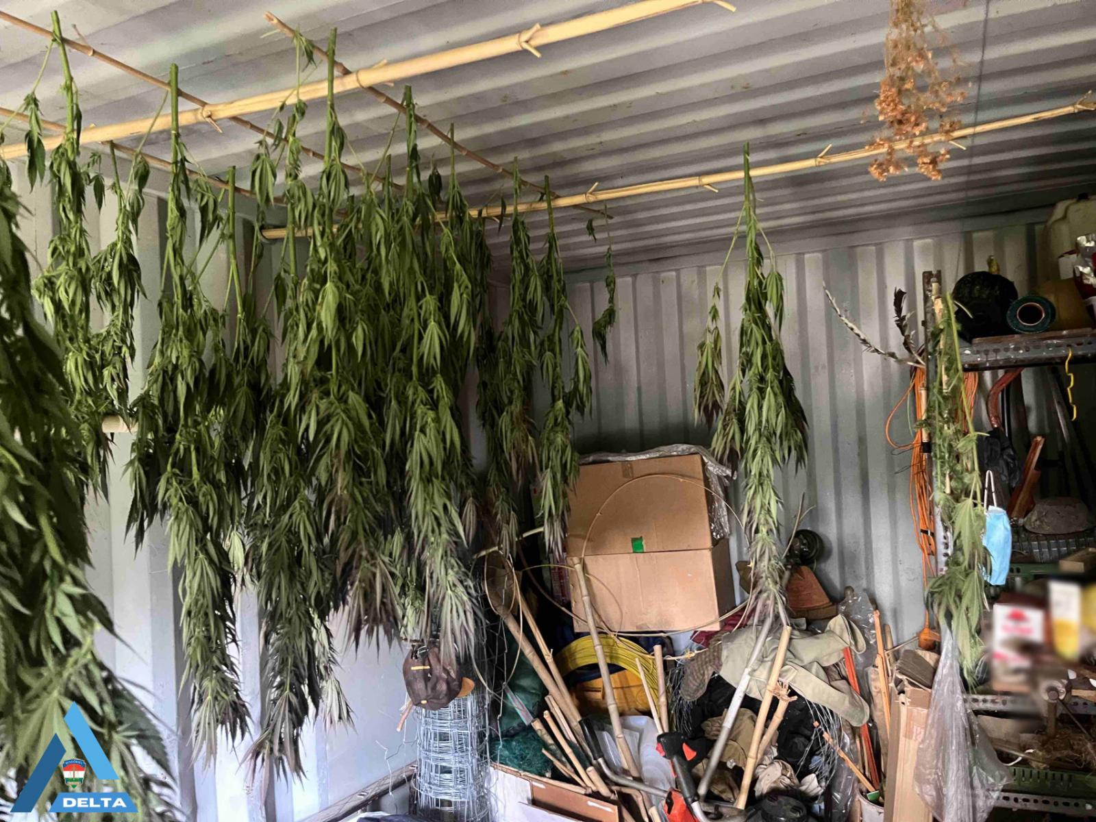 A férfinál talált mariuhána-növények.