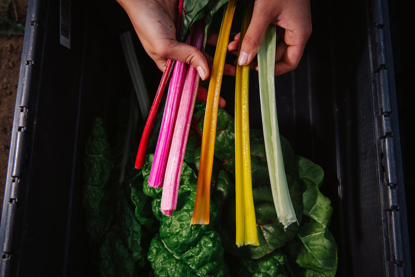 A mángold 50 árnyalata