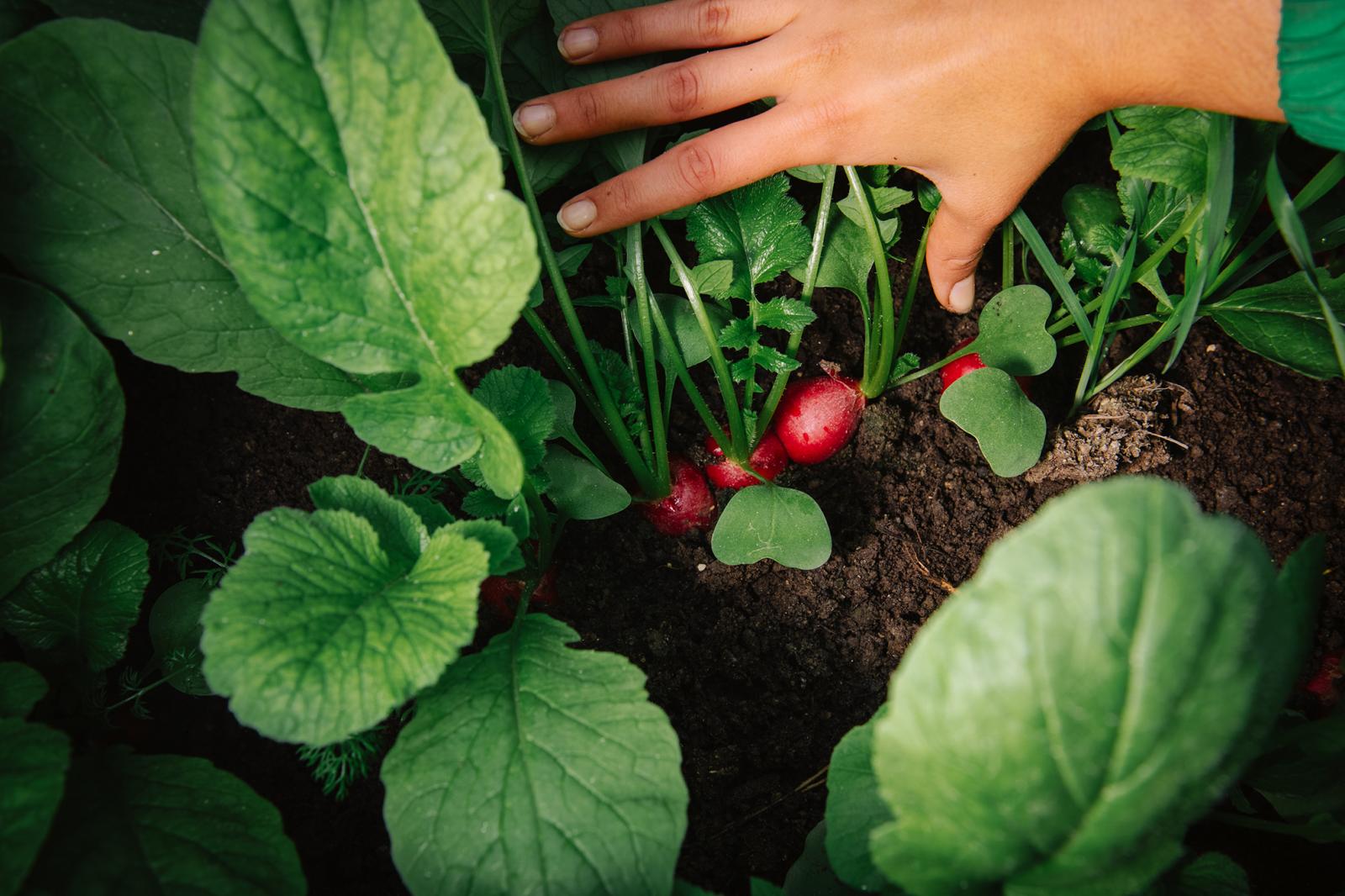 A mángold 50 árnyalata