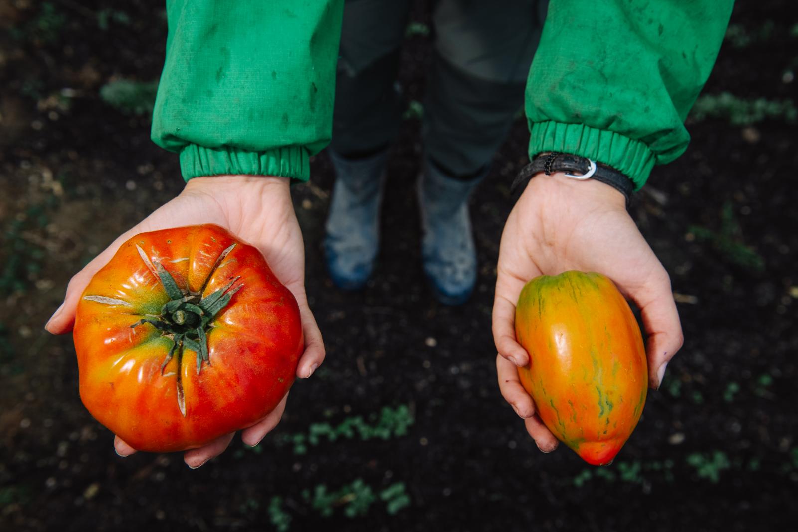 A mángold 50 árnyalata