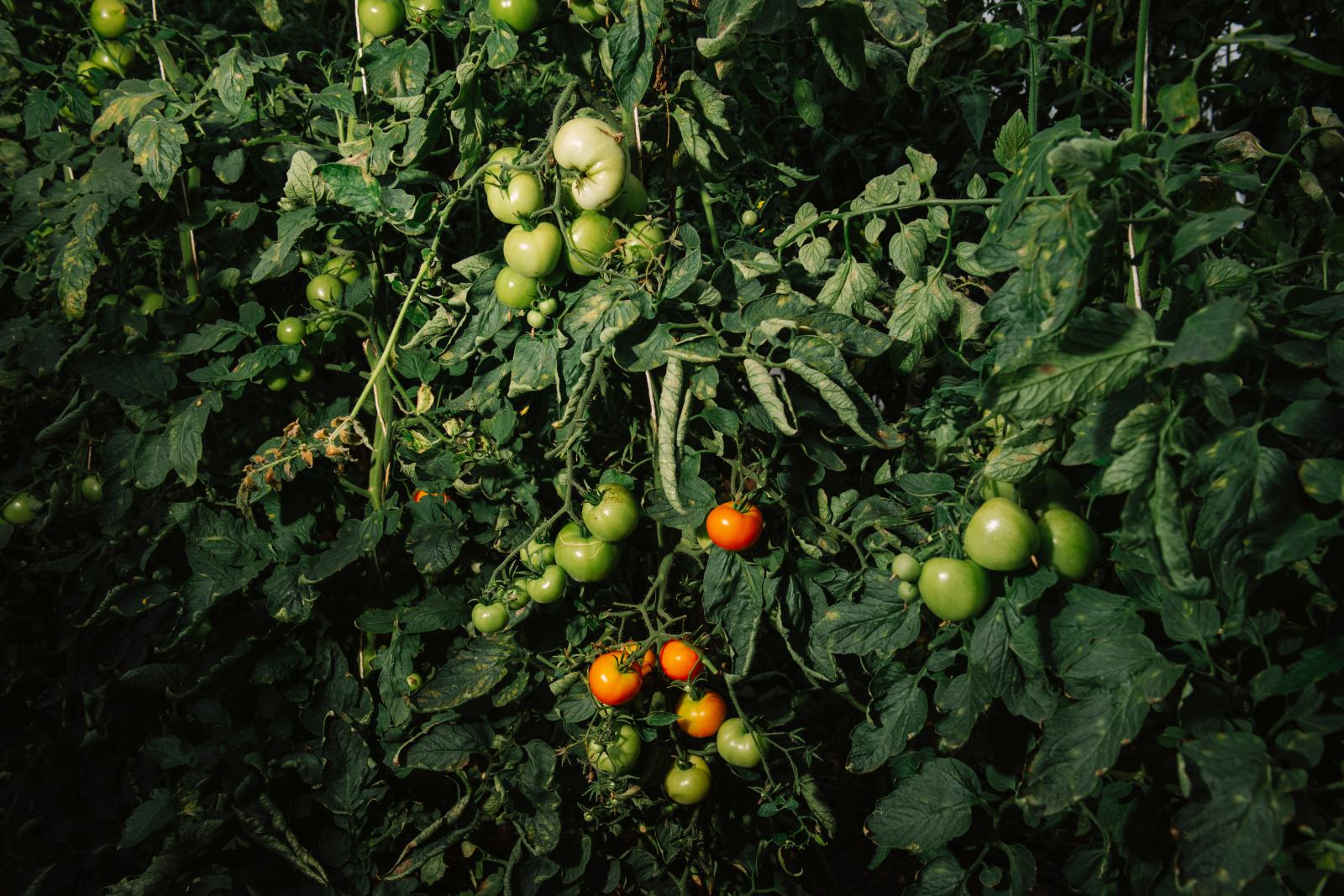 A mángold 50 árnyalata