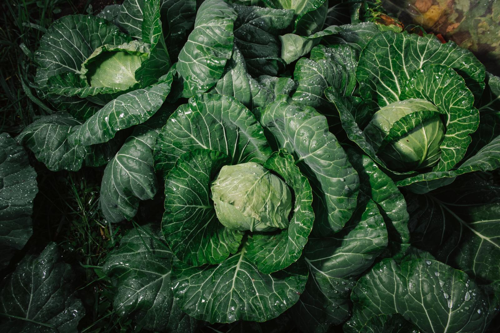 A mángold 50 árnyalata