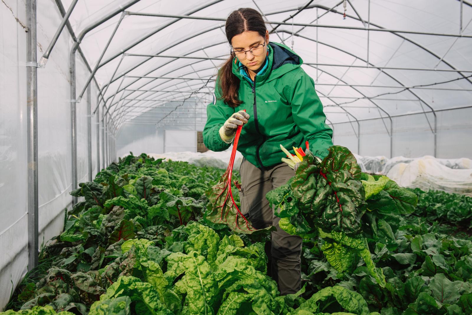 A mángold 50 árnyalata