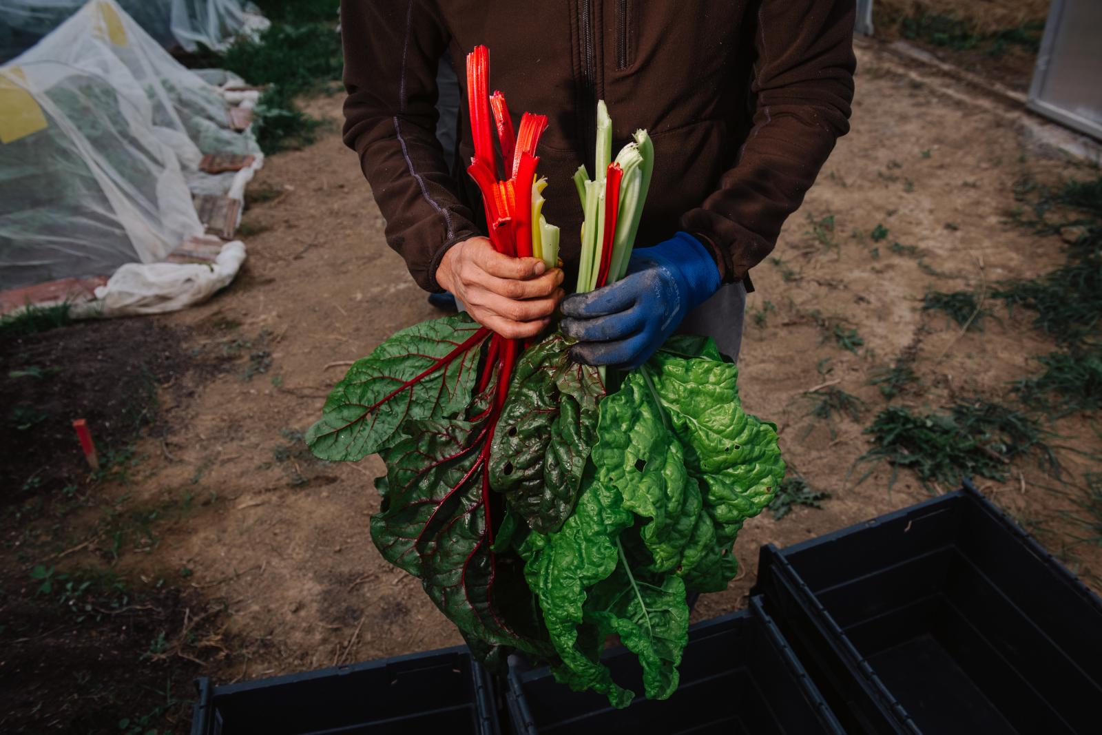 A mángold 50 árnyalata