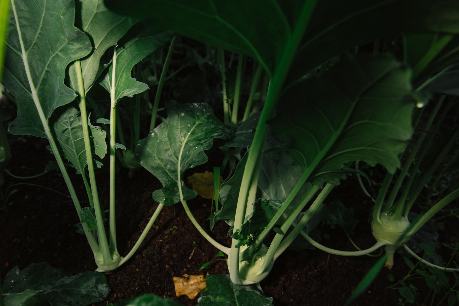 A mángold 50 árnyalata