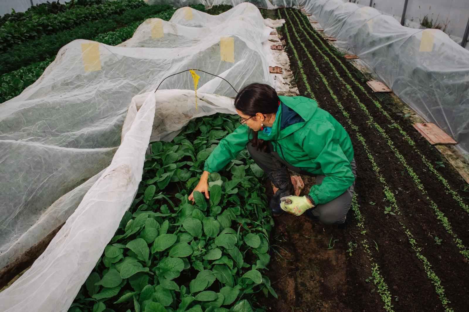 A mángold 50 árnyalata