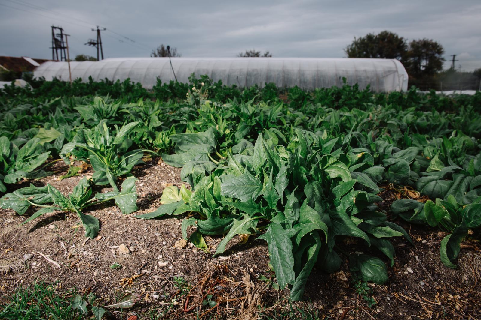 A mángold 50 árnyalata