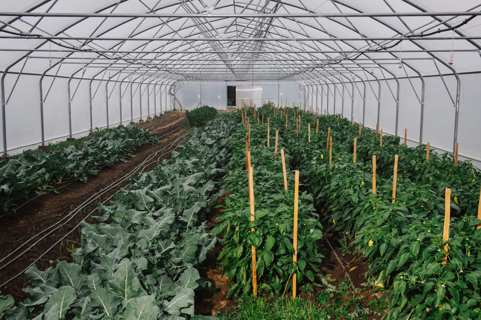 A mángold 50 árnyalata