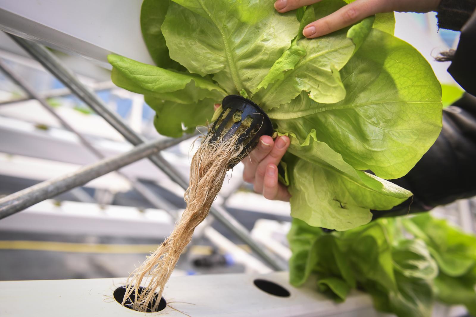Tisztán emelik ki a kifejlődött növényt, hiszen nem érintkezik talajjal, ennek köszönhetően nem fog ropogni a homok sem a szánkban, mint a szabadföldi salátánál