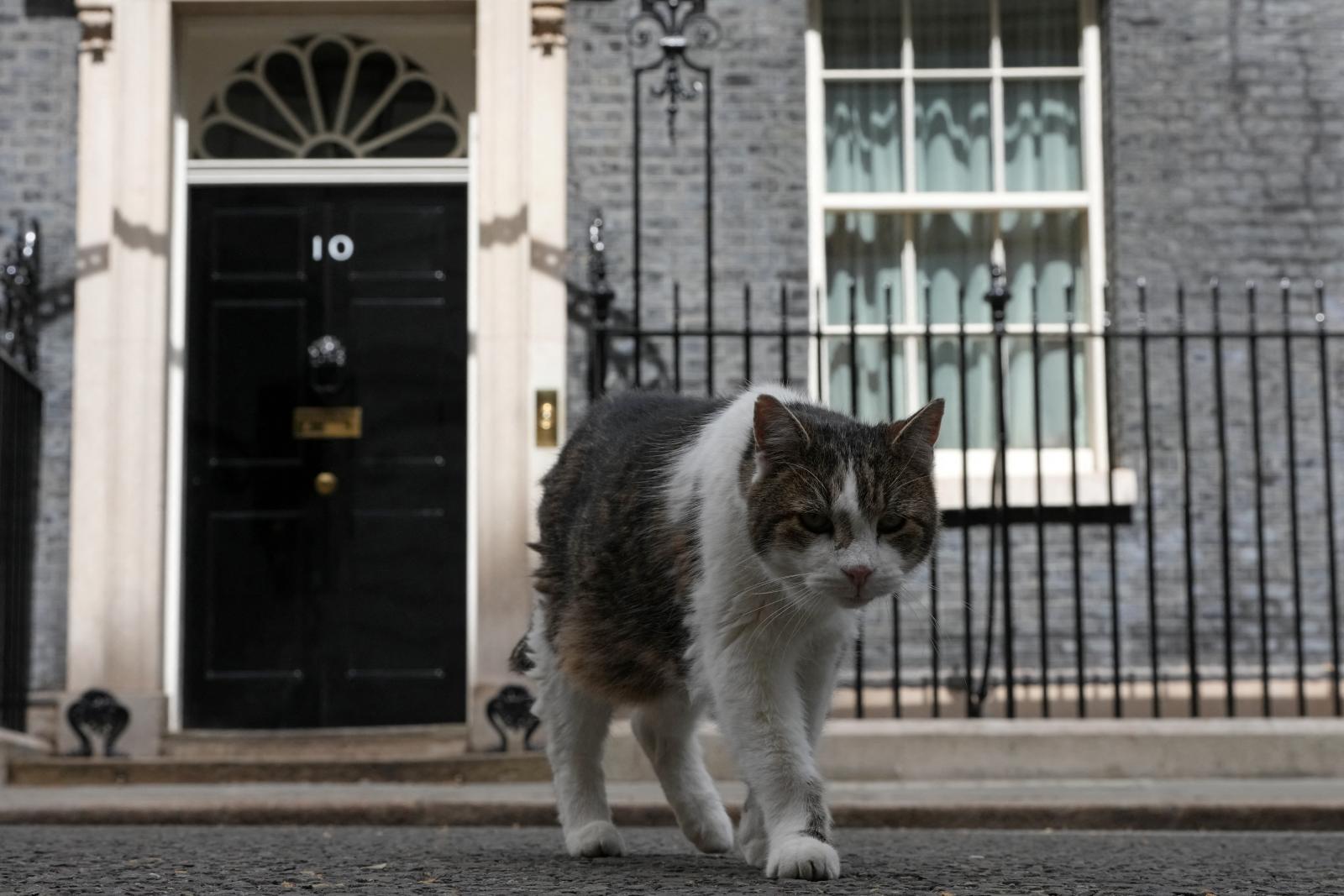 Larry, a brit miniszterelnöki rezidencia személyzethez tartozó macskája 